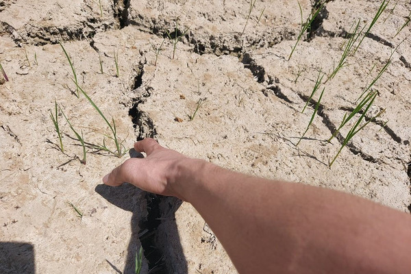 Nghệ An: Hơn 11 nghìn ha cây trồng bị hạn, thiếu nước