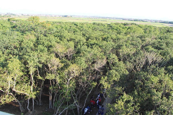 Khai thác bền vững Khu bảo tồn thiên nhiên đất ngập nước Tam Giang - Cầu Hai