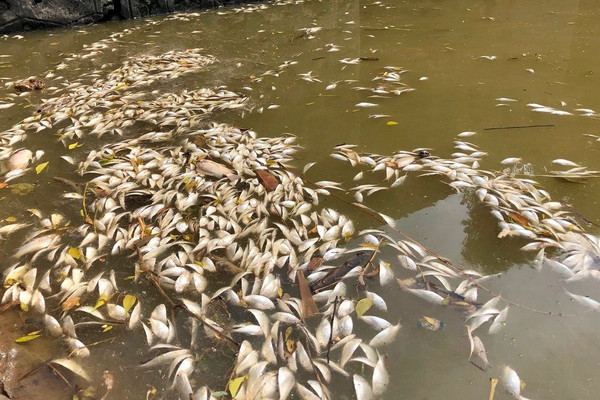 Gia Viễn (Ninh Bình): Cá chết trắng tại khu vực trạm bơm Gia Trấn