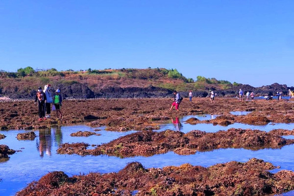 Quảng Ngãi: San hô tuyệt đẹp ở Gành Yến bị xâm hại