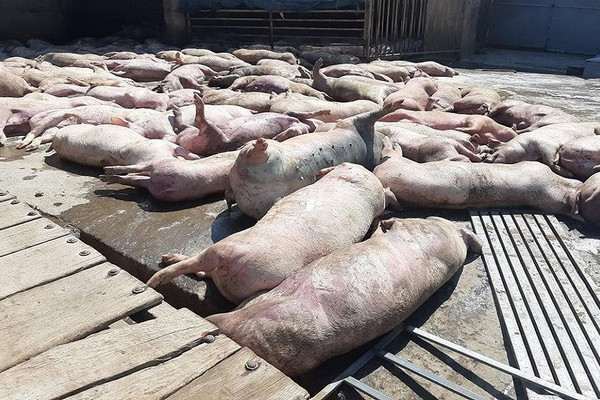 Tiêu hủy gần 100 con lợn chết, bốc mùi ô nhiễm