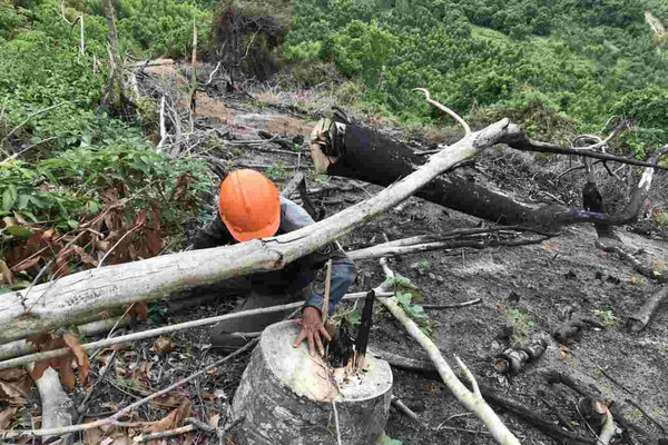 Bình Định: Điều tra, xử lý nghiêm các đối tượng phá rừng Thượng Sơn 