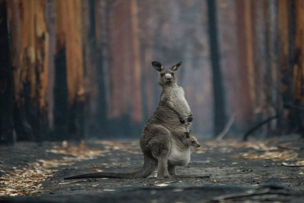 Gần 3 tỷ động vật chịu tác động do cháy rừng ở Australia
