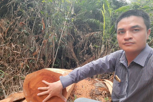 Tiếp bài "Đình Lập – Lạng Sơn: Rừng Lim tự nhiên đang bị “khai tử”: Liệu có hòa cả làng?