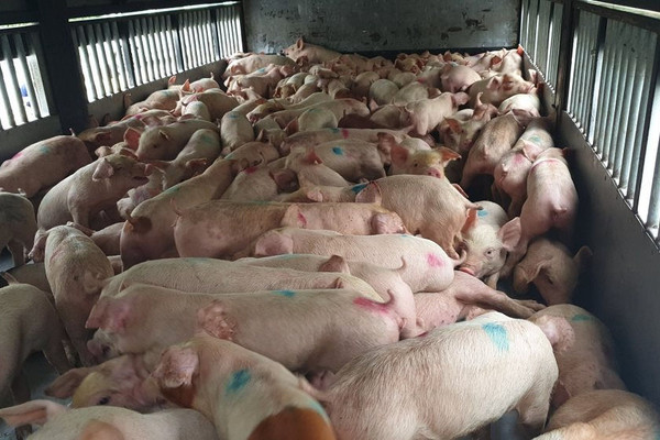 Nhiều khách hàng “tố” Công ty “bán chạy” lợn bệnh ở Nghệ An