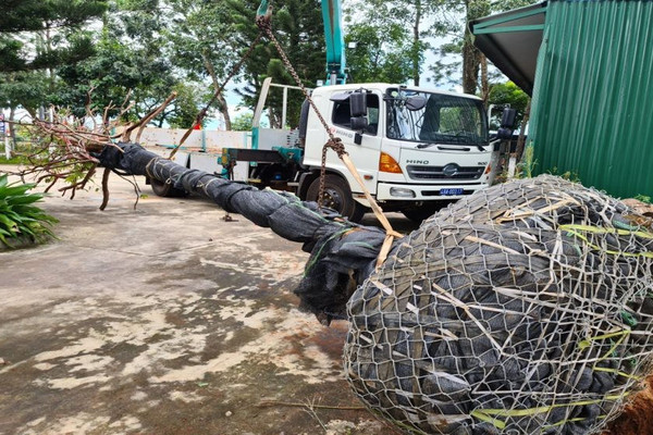 Đắk Nông: Phát hiện vụ khai thác trái phép cây mai rừng “khủng”