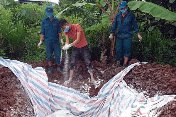 Điện Biên: Tiêu hủy 560kg lợn nhiễm dịch tả châu Phi tại huyện Mường Nhé 