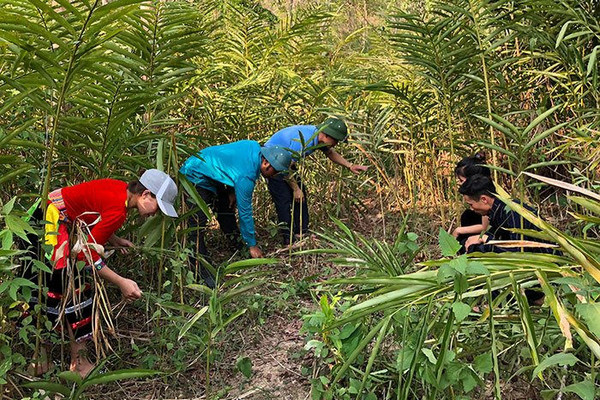 Điện Biên: Hiệu quả “kép” từ bảo vệ rừng