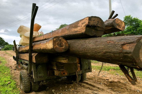Phát hiện một xe độ chế chở hơn 7m3 gỗ lậu