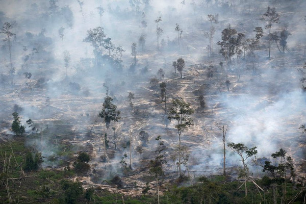 Liên Hiệp Quốc hỗ trợ Indonesia 103,8 triệu USD chống biến đổi khí hậu và chống phá rừng