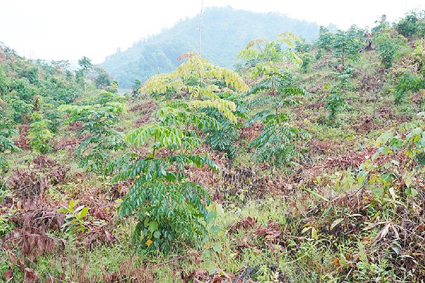 Thừa Thiên Huế: Trồng rừng thay thế hơn 1.200 hecta