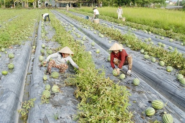 Phát triển thích ứng tự nhiên