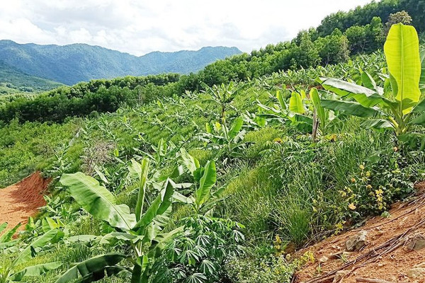Thừa Thiên Huế: Phát triển nông nghiệp theo hướng bền vững tại huyện miền núi A Lưới