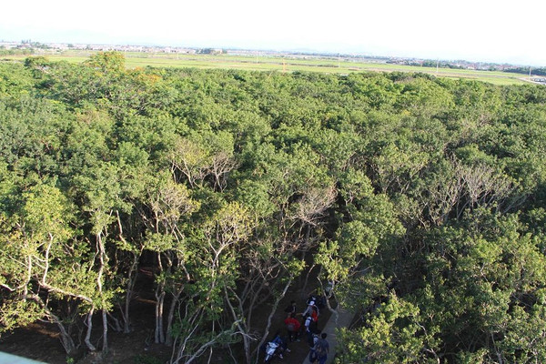 Thừa Thiên Huế: Phát triển rừng ngập mặn tại Hương Phong