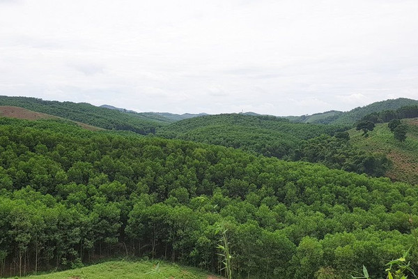 Thanh Hóa trồng mới 7.035 ha rừng trong 9 tháng đầu năm