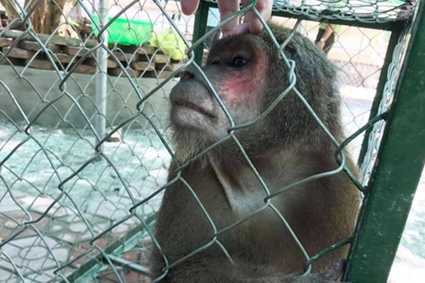 Vườn quốc gia Vũ Quang tiếp nhận cá thể khỉ mặt đỏ để thả về môi trường tự nhiên