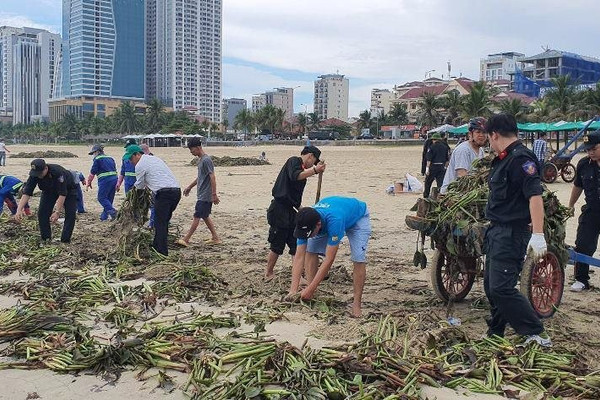 Biển Đà Nẵng ngập rác sau bão số 5, hàng trăm người chung tay dọn dẹp
