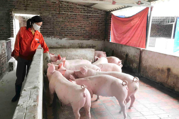 Quảng Ninh: Quyết liệt phòng, chống khống chế bệnh dịch tả lợn Châu Phi 