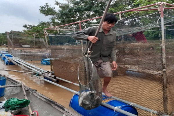 Quảng Bình: Xót xa cảnh cá lồng của người dân chết trắng sau mưa lũ