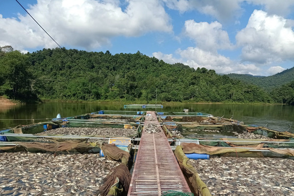 Điện Biên: Hàng chục tấn cá lồng tại hồ Hồng Khếnh bị chết 