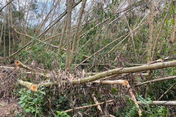 Quảng Ngãi: Khẩn trương khắc phục thiệt hại về rừng do thiên tai gây ra