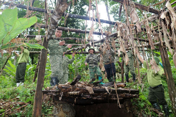 Lào Cai: Sản xuất Thảo quả bền vững gắn với bảo vệ rừng