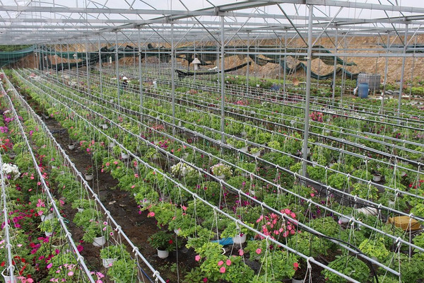 Đà Nẵng: Kêu gọi Hà Lan đầu tư vào nông nghiệp nghệ cao
