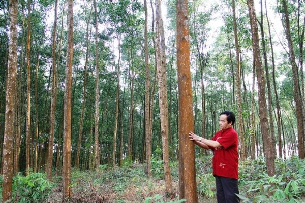 Thừa Thiên Huế: Rừng trồng gỗ lớn góp phần bảo vệ môi trường