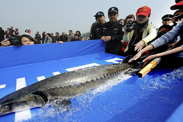 Năm 2021, Trung Quốc sẽ gia hạn lệnh cấm đánh bắt cá ở cửa sông Dương Tử