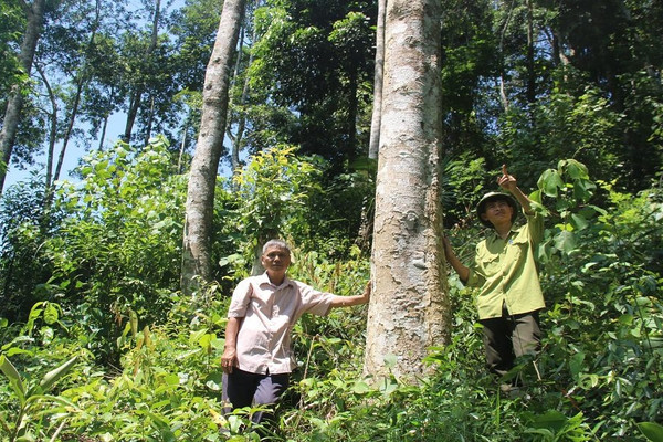 Thanh Hóa: Hiệu quả từ việc chi trả tiền dịch vụ môi trường rừng