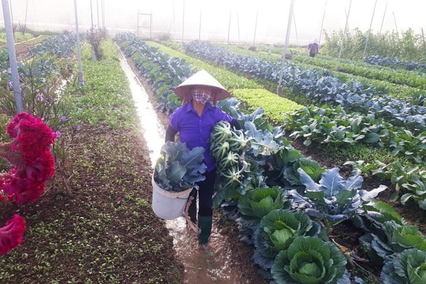 Để không còn phải giải cứu nông sản