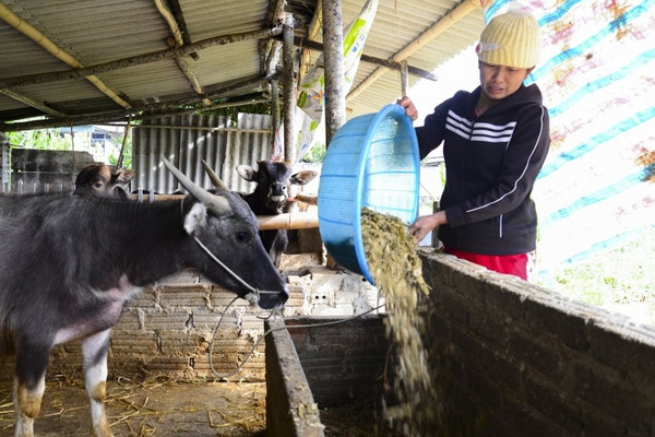 Điện Biên: Chủ động phòng tránh rét cho vật nuôi