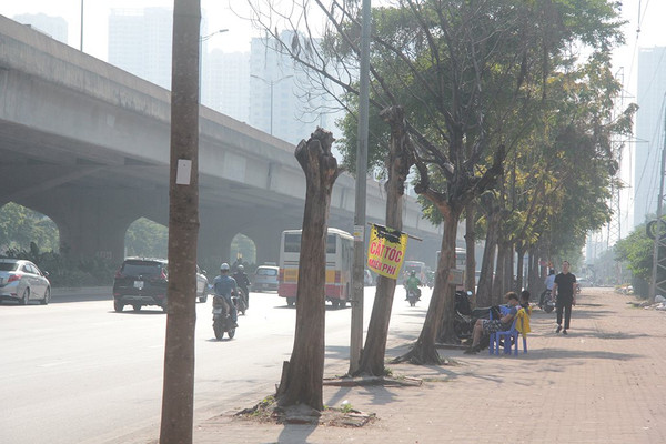 Hà Nội: Cây xanh bị chết khô trên nhiều tuyến phố