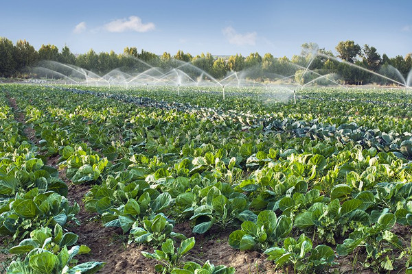 Tưới thông minh - tiết kiệm nước: Giải pháp cho cây trồng vùng khô hạn nặng