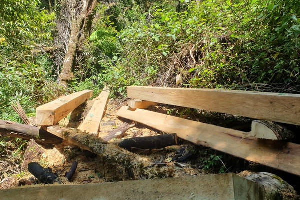 Yên Bái: Kỷ luật nhiều cán bộ liên quan đến vụ phá rừng 