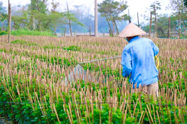 Người dân Huế tất bật chăm sóc hoa Tết