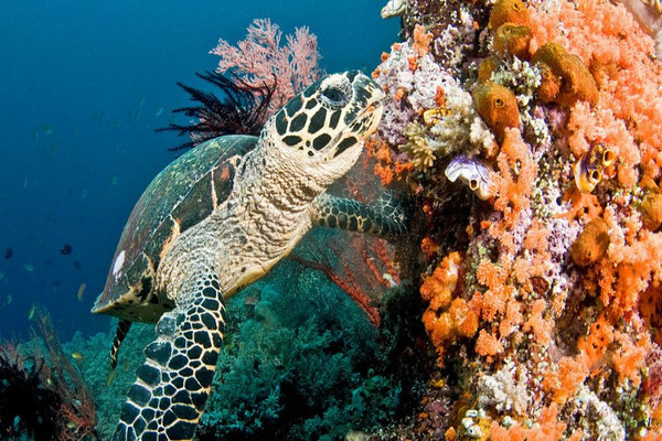 Liên Hợp Quốc cảnh báo các rạn san hô có thể biến mất vào cuối thế kỷ