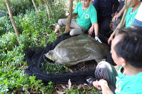 Niềm hy vọng mới trong bảo tồn gen rùa Hoàn Kiếm