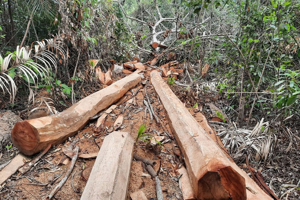 Chủ tịch tỉnh Lạng Sơn chỉ đạo tiếp tục điều tra vụ rừng Lim ở Đình Lập bị “khai tử”