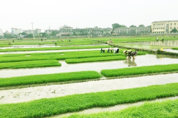 EVN sẵn sàng phục vụ xả nước đổ ải vụ Đông Xuân 2021