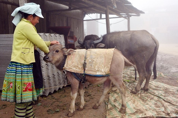 Lào Cai: Tăng cường công tác chống rét cho gia súc