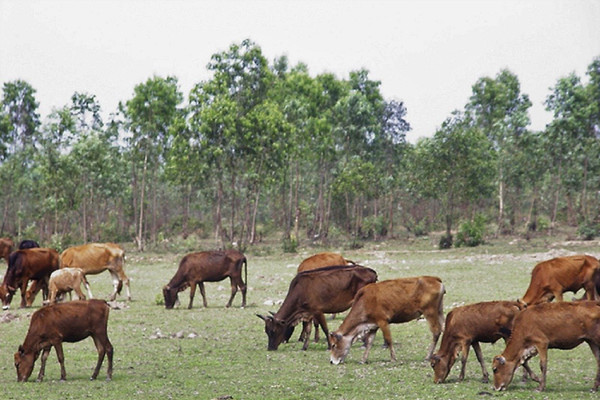 Quảng Trị ghi nhận nhiều gia súc chết vì giá rét