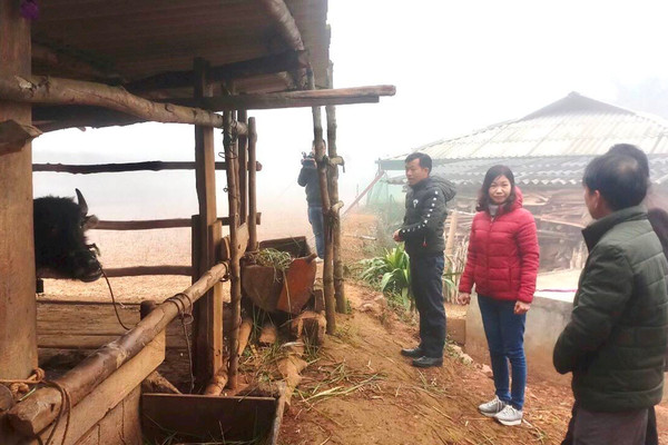 Điện Biên: Nhiệt độ giảm sâu trâu, bò một số huyện vùng cao chết rét