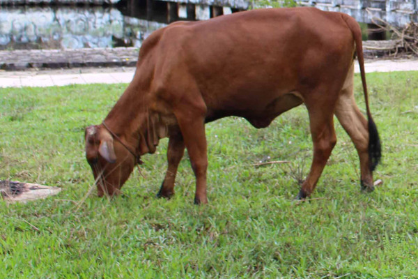 Hàng trăm con trâu, bò chết rét ở Thừa Thiên Huế