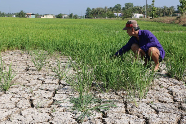 ĐBSCL chủ động ứng phó hạn mặn gay gắt trong mùa khô 2020 – 2021: Tái diễn khốc liệt