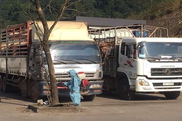 Quảng Bình: Tăng cường kiểm soát, ngăn chặn hoạt động vận chuyển trái phép lợn, sản phẩm từ lợn qua biên giới 