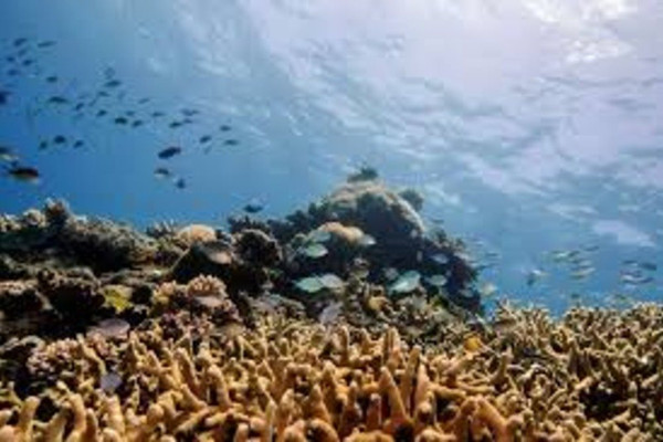 Ô nhiễm tiếng ồn phá hủy đời sống sinh vật biển