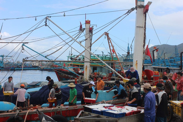 Chuyến biển cuối năm đầy vị “ngọt” của ngư dân miền Trung 