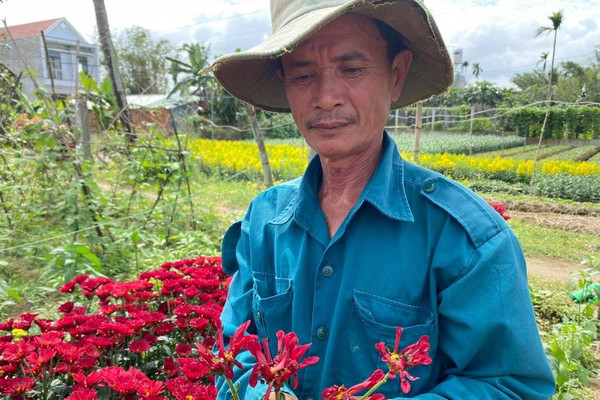 Liên tiếp các vườn hoa bán Tết ở Quảng Ngãi bị phá hoại