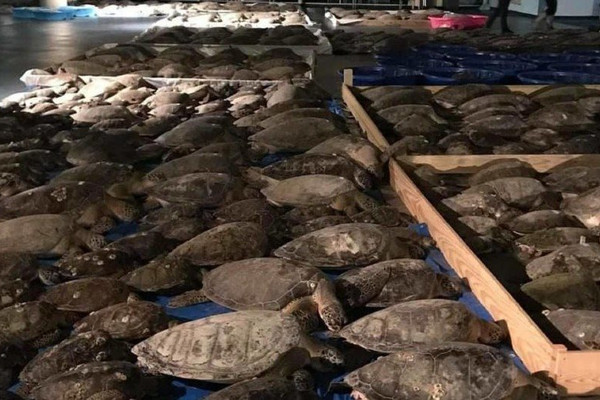 Mỹ giải cứu hơn 4.000 con rùa biển trong thời tiết giá lạnh